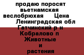 продаю поросят вьетнамская  веслобрюхая   › Цена ­ 4 000 - Ленинградская обл., Гатчинский р-н, Кобралово п. Животные и растения » Другие животные   